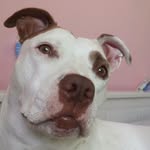 MILLIE KESSLER🌸🌸🐶🐶 - @millie_love.17 - Instagram