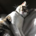 💙Millie Dior Kilgore 💙 - @millie_the_cat09 - Instagram