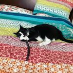 Millie Kinney Sevigny - @justmillyingaround - Instagram