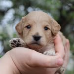 Kirby - @kirby_and_millie - Instagram