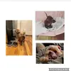 Knox and Millie - @knoxandmillie - TikTok