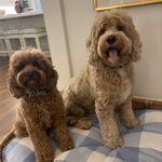 Millie & Knox - @burkett_doodles - Instagram