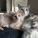 Millie & Knox Silverthorn-Benson - @lilmills.meow - Instagram