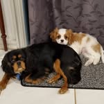 Millie & Chaz Kochskamper - @milliekochthecavi - Instagram