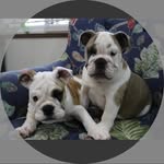Millie and Kochu - @millieandkochu - Instagram
