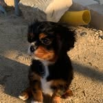 Millie - @millie_kochana_cavalierka - Instagram