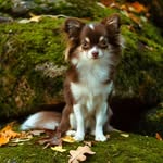 Millie - @schokochimillie - Instagram