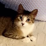 Millie Ayres Kuhn - @_milliethewildcat_ - Instagram