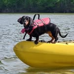 Millie Kuhn - @nine_pound__dachshund - Instagram