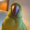 millieandloki - @millielamshed - TikTok