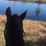 Millie Lamb - @mclhorses - Instagram