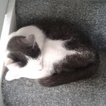 Millie Lamb - @lamb_millie_moo - Instagram