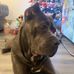 Millie Lambert - Facebook