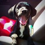 The Life of Millie - @official_millie_larsen - Instagram