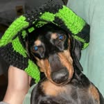 Millie, Nelson & Olive Latham - @queenofthepuppys - Instagram