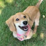 Millie Lawrence - @millieminidoxie - Instagram
