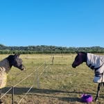 Millie Lawrence - @horse_life_with_millie - Instagram