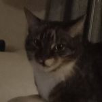 Millie Lawson - @millietabbycat - Instagram