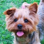 Millie❤️ - @millie.layorkie - Instagram