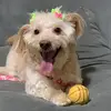 Millie Leal Dog - @eumillydog - TikTok