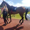 Millie - @millieoleary5 - TikTok