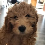 Millie Ginette LeBlanc - @millie_the_goofy - Instagram