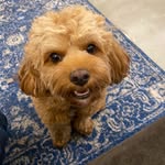 Millie Poochie Boo Boo LeBlanc - @milliepoochieboobooleblanc - Instagram