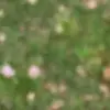 Millie lee - @millie23lee - TikTok