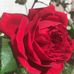 Millie Leonard - Facebook
