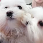 Millie and Lester - @whiteduo_puppies - Instagram