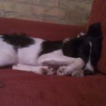 Milly levy - @milly_the_dog2023 - Instagram
