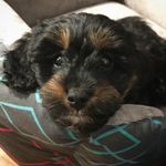Millie & Co 🐶😼😼🐶 - @millie_lewis_alfie_sadie - Instagram