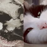 Millie, Linkoln, and Benedict - @millielinkolnbennyadventures - Instagram