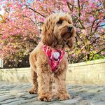 𝐌𝐢𝐥𝐥𝐢𝐞 💗 - @millie_moo_the_little_cockapoo - Instagram