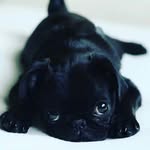millie ann locke - @pugsun3 - Instagram