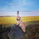 Millie Mary Lockwood - @milliepoo.the.lhasapoo - Instagram