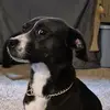 Millie Dog - @millie.long.dog - TikTok