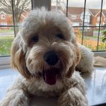 Millie Long - @millie_long_the_cockapooo - Instagram
