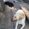 lotty&millie - @lottyandmillie - TikTok