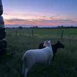 Millie Manners - @millie.manners_ - Instagram