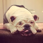 Millie - @millie_mann_otb_oldtymebulldog - Instagram