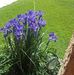 Millie Dillon McBride - Facebook