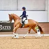 Millie McBride Dressage - @milliemcbridedressage - TikTok