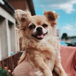 millie🐾 - @theadventuresofmilliemcbride - Instagram