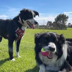 Odie & Millie McBride 🐾 - @theodieandmilliediaries - Instagram