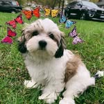 Millie McGhee - @milliemcgheecook - Instagram