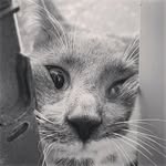 Millie - @milliemcgheekittee - Instagram