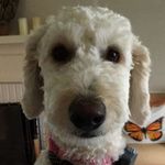 Millie McNulty - @puppywithabigdream - Instagram
