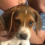 Millie Owens - @millieowenswoof - Instagram