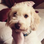 Millie Palmer - @milliethepoo - Instagram